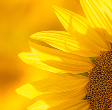 SPF 50 PA+++ Sunscreen Serum